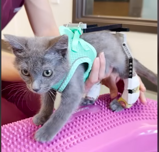 Tiny Kitten Squid Masters Walking with Vets' Clever LEGO Exoskeleton