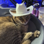 Son Crafts Tiny Cowboy Hat for Cat on 3D Printer, Mom's Reaction Ignites TikTok Frenzy