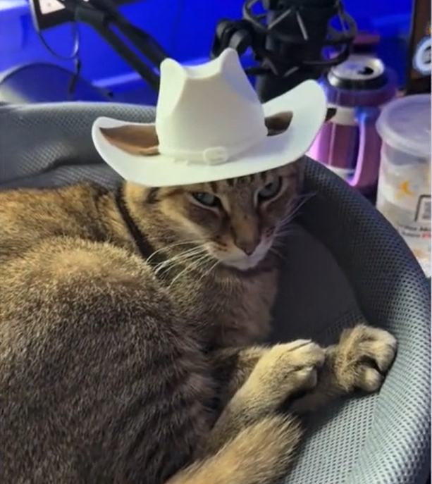 Son Crafts Tiny Cowboy Hat for Cat on 3D Printer, Mom's Reaction Ignites TikTok Frenzy