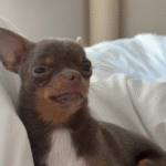 Shy Chihuahua Conquers Howl to Befriend Boisterous Husky Brother