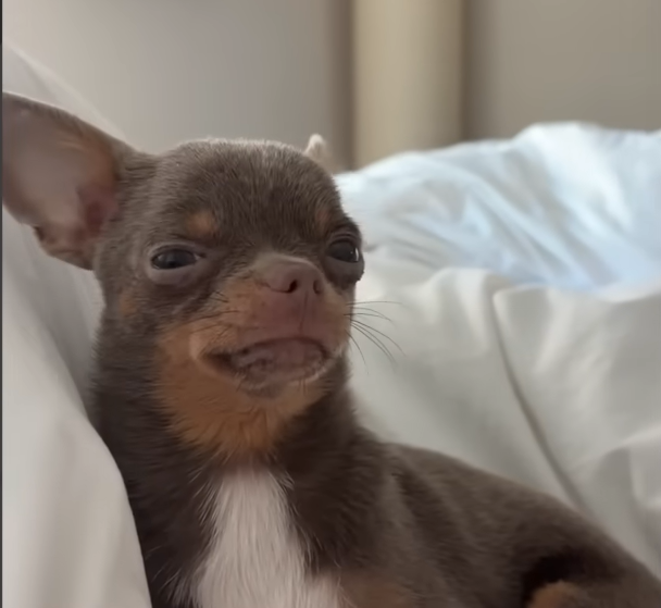 Shy Chihuahua Conquers Howl to Befriend Boisterous Husky Brother