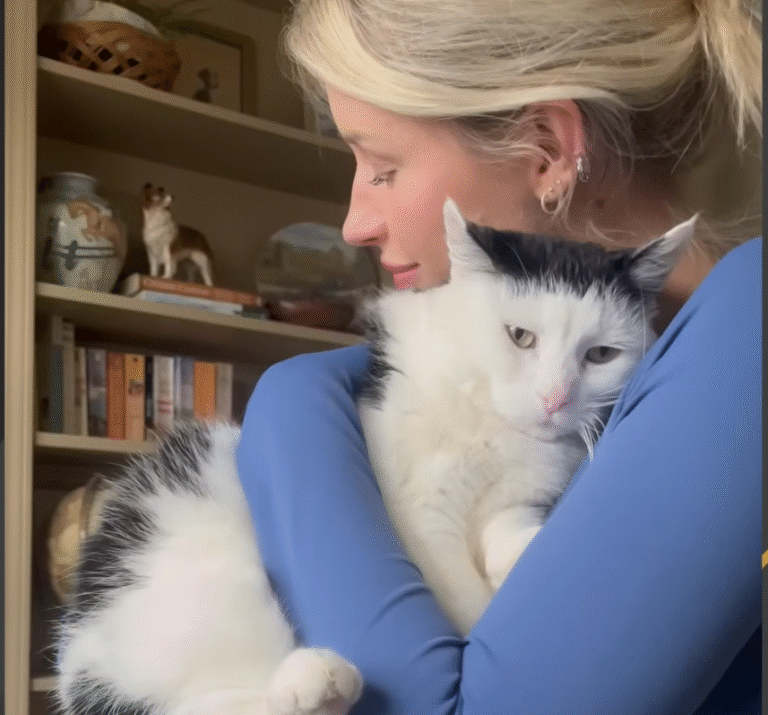 Dumped Senior Cat Poppy: From Hopeless Eyes to a Life of Love