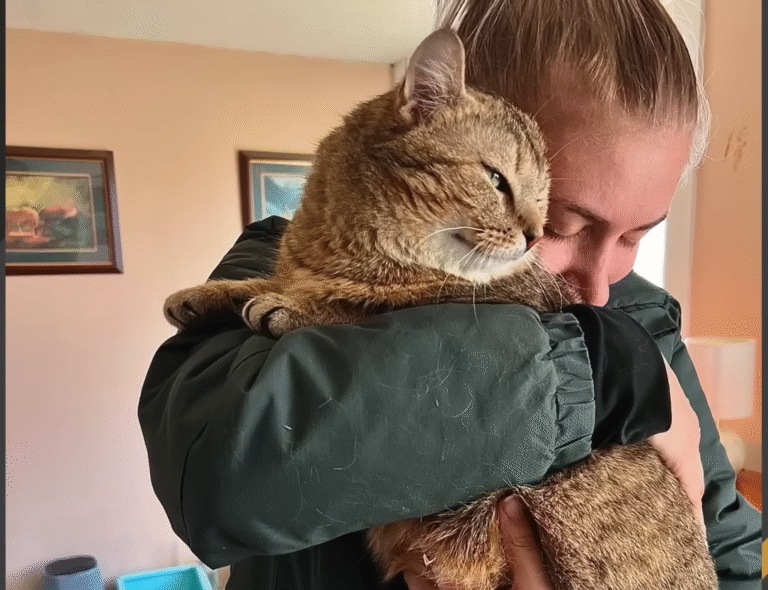 'Feral' Stray Perogi Emerges as Sanctuary's Ultimate Lovebug