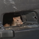 Philadelphia's Mayfair Grapples with Rat Surge: Rodents Reportedly Outpacing Cats in Size