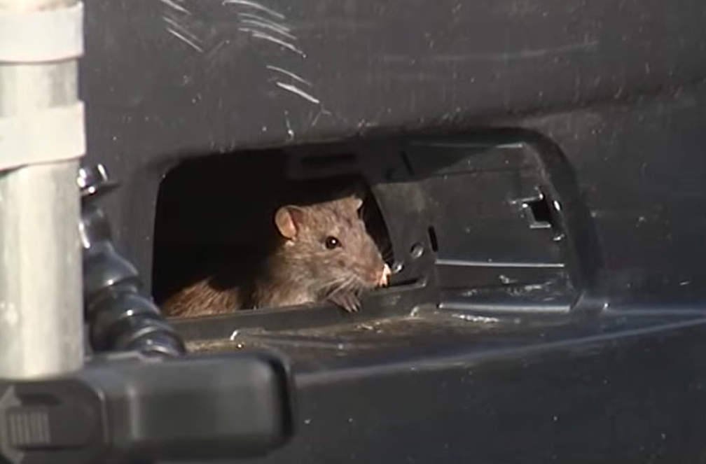 Philadelphia's Mayfair Grapples with Rat Surge: Rodents Reportedly Outpacing Cats in Size