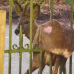 Deer Wedged in Deadly Spiked Fence Freed in Heart-Stopping Rescue