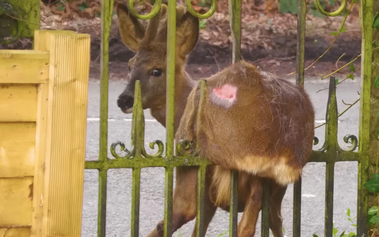 Deer Wedged in Deadly Spiked Fence Freed in Heart-Stopping Rescue