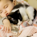 Velcro Kitten Sushi's Obsession with Baby Sister Xiomora's Crib Captivates Families Everywhere