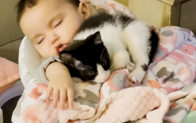 Velcro Kitten Sushi's Obsession with Baby Sister Xiomora's Crib Captivates Families Everywhere