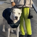 From Beachside Coconuts to a Toy-Filled Future: Rescued Panama Dog's Heartwarming Triumph