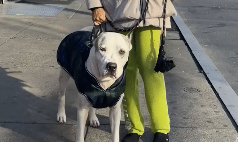 From Beachside Coconuts to a Toy-Filled Future: Rescued Panama Dog's Heartwarming Triumph