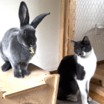 Bunny Bestie Ends Cat's Epilepsy Nightmare in Unlikely Friendship