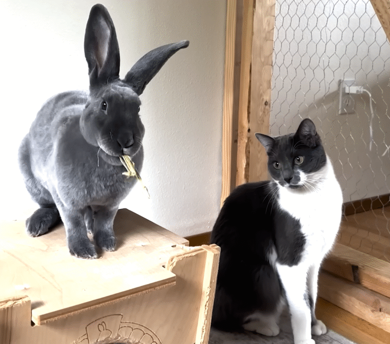 Bunny Bestie Ends Cat's Epilepsy Nightmare in Unlikely Friendship