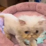 380-Gram Persian Kitten's Miracle Recovery Stuns Vets After Nightmarish Start