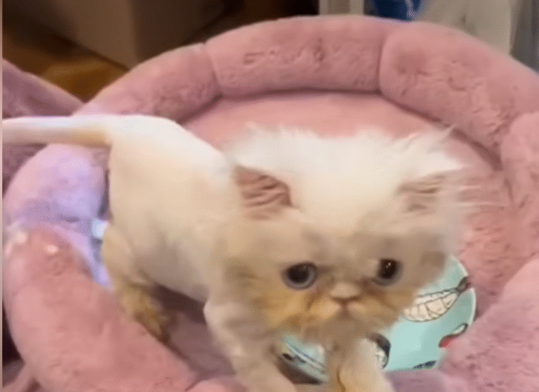 380-Gram Persian Kitten's Miracle Recovery Stuns Vets After Nightmarish Start