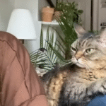 From Shelter Menace to Cuddly Companion: Grumpy Barbara's Stunning Turnaround