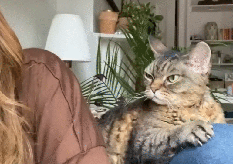From Shelter Menace to Cuddly Companion: Grumpy Barbara's Stunning Turnaround