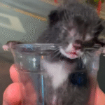 Heroic Traveler Uses Starbucks Cup to Rescue Tiny Kitten in Korea, Forgoes Asia Trip for Lifesaving Care