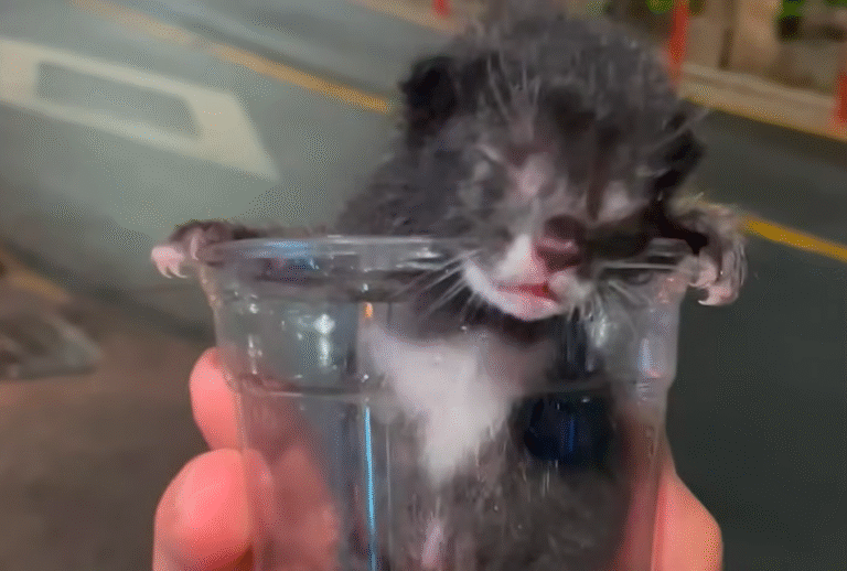 Heroic Traveler Uses Starbucks Cup to Rescue Tiny Kitten in Korea, Forgoes Asia Trip for Lifesaving Care