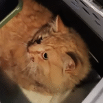 Officer's Keen Eyes Rescue cat After Dramatic LIRR Train Strike