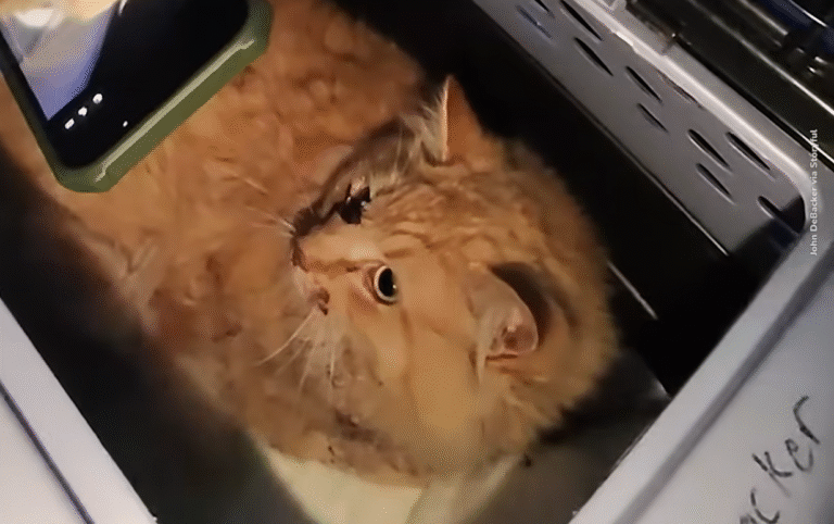 Officer's Keen Eyes Rescue cat After Dramatic LIRR Train Strike