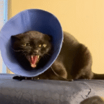 Spicy Cat's Remarkable Transformation: From Fierce Survivor to Purring Companion