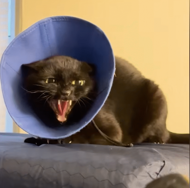 Spicy Cat's Remarkable Transformation: From Fierce Survivor to Purring Companion