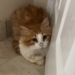 Shy Cat Marcel Beats Euthanasia Tag, Sparks Urgent Shelter Reform Talks