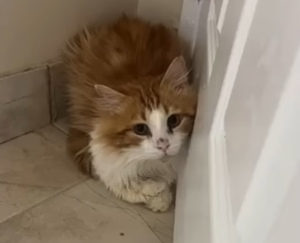 Shy Cat Marcel Beats Euthanasia Tag, Sparks Urgent Shelter Reform Talks