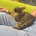 Stray Kitten Leaps into Woman's Lap at Puerto Rico Baseball Game, Forges Unbreakable Bond