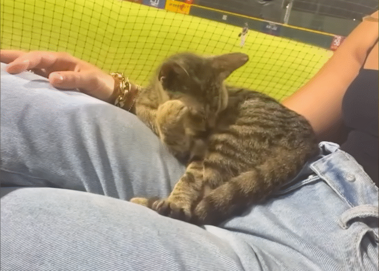 Stray Kitten Leaps into Woman's Lap at Puerto Rico Baseball Game, Forges Unbreakable Bond