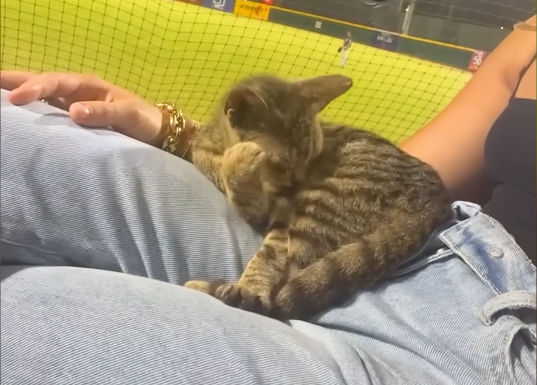 Stray Kitten Leaps into Woman's Lap at Puerto Rico Baseball Game, Forges Unbreakable Bond