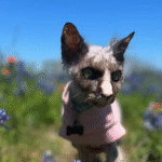 16-Year-Old Cat Booser Captivates the World with Baby-Like Meow and Rat-Like Tail