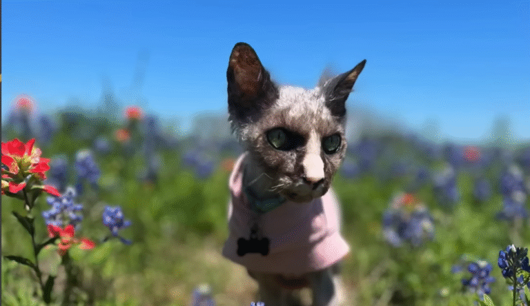 16-Year-Old Cat Booser Captivates the World with Baby-Like Meow and Rat-Like Tail