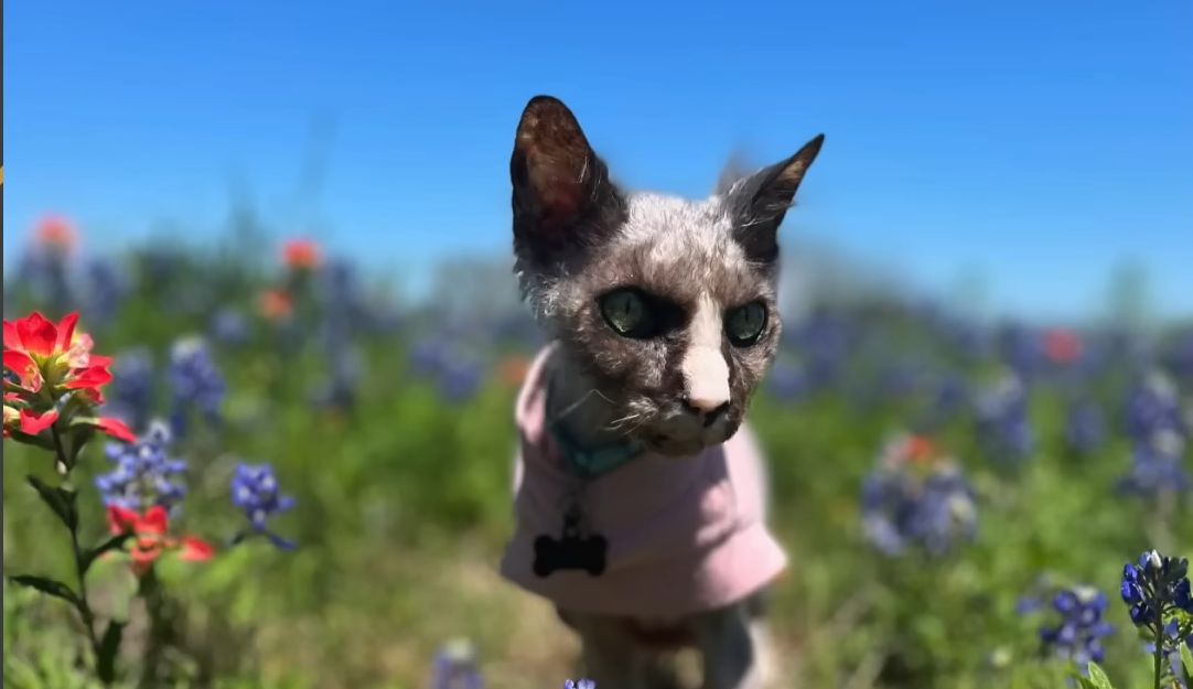 16-Year-Old Cat Booser Captivates the World with Baby-Like Meow and Rat-Like Tail