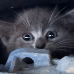 Tiny Kitten's Meows from Mercedes Engine Turn Test Drive into Heartwarming Rescue