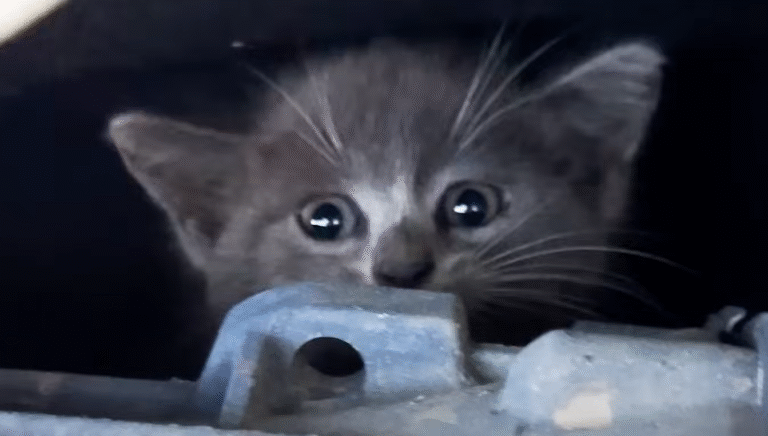 Tiny Kitten's Meows from Mercedes Engine Turn Test Drive into Heartwarming Rescue