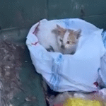 From Trash to Triumph: Woman Dives into Dumpster to Save Kitten, Sparks Lifelong Rescue Mission