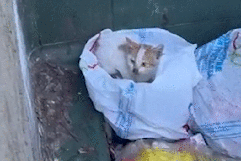 From Trash to Triumph: Woman Dives into Dumpster to Save Kitten, Sparks Lifelong Rescue Mission