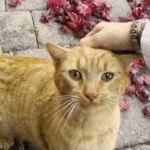 From Street Stray to Water Glass Princess: Winnie's Unlikely Path to Trust and Luxury