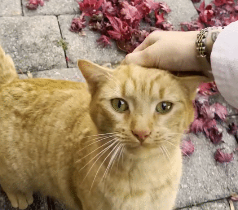 From Street Stray to Water Glass Princess: Winnie's Unlikely Path to Trust and Luxury