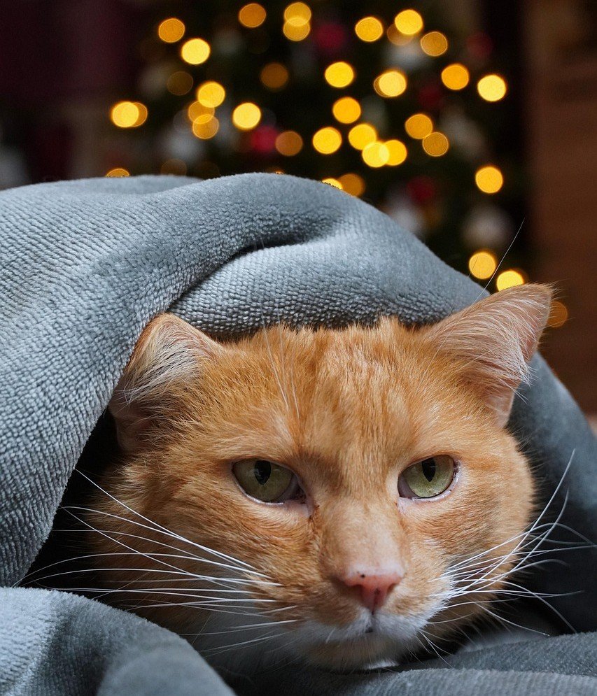 3. Fireworks: A Celebration Your Cat Did Not Consent To 