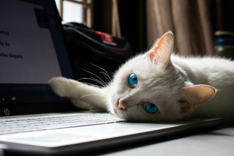 12 Common Household Items That Are Secretly Catnip for Your Feline