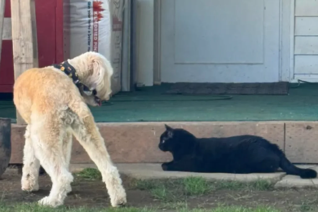 Rescue Dog's Tentative Steps Toward Feline Friendship Captivate Online Crowd
