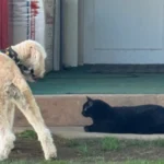 Rescue Dog's Tentative Steps Toward Feline Friendship Captivate Online Crowd