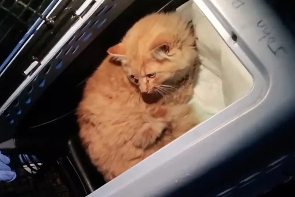 Garfield's Remarkable Fight: Young Cat Survives Train Strike on Long Island Rails