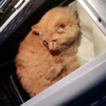 Garfield's Remarkable Fight: Young Cat Survives Train Strike on Long Island Rails