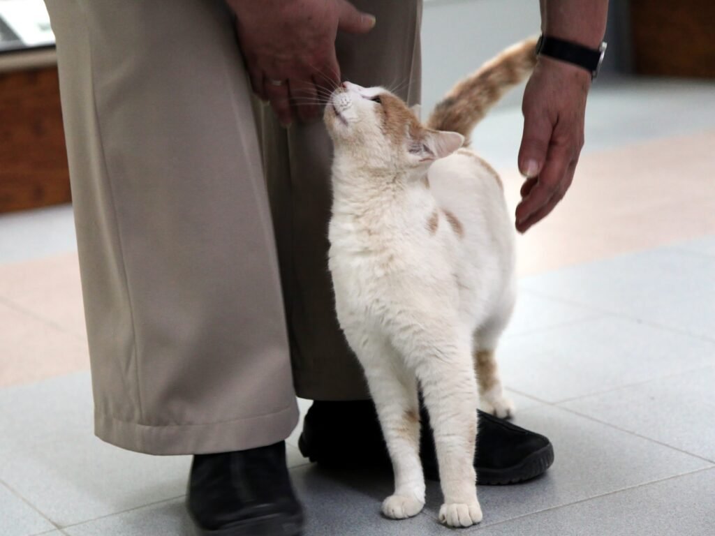 Why Your Cat Targets Specific Areas