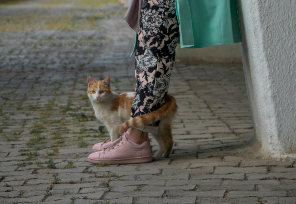 The Tail Wrap: The Deepest Form of Feline Affection