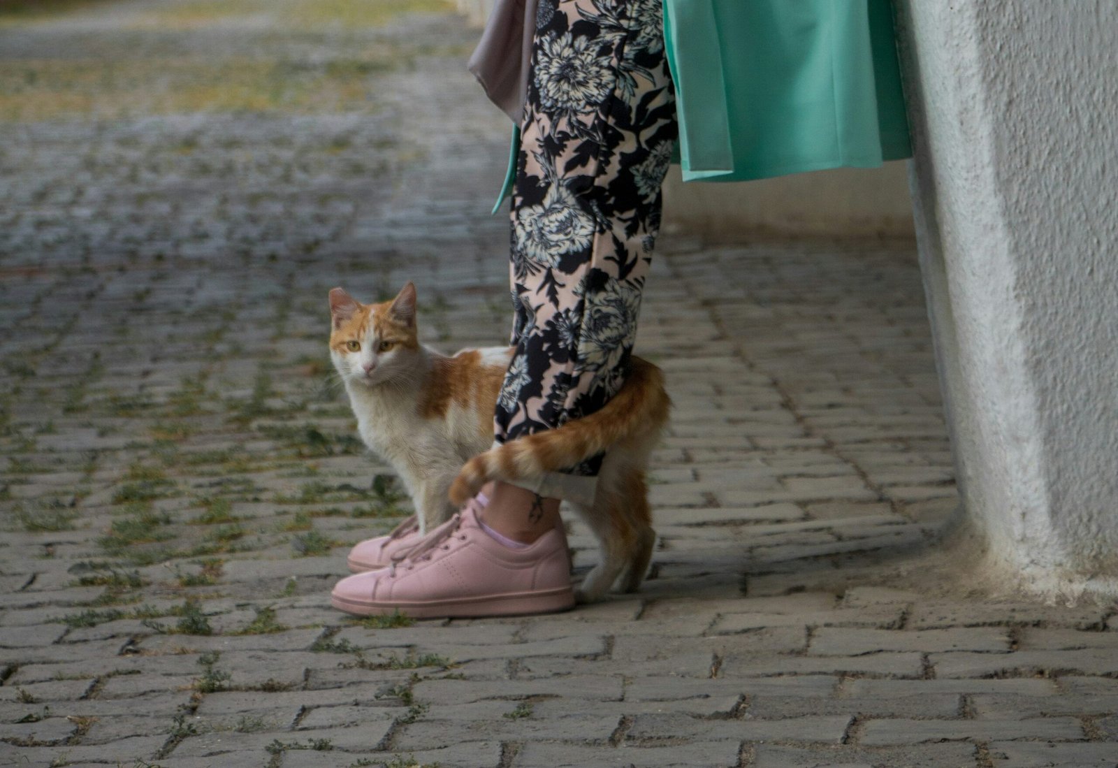 The Tail Wrap: When Your Cat Is Claiming You